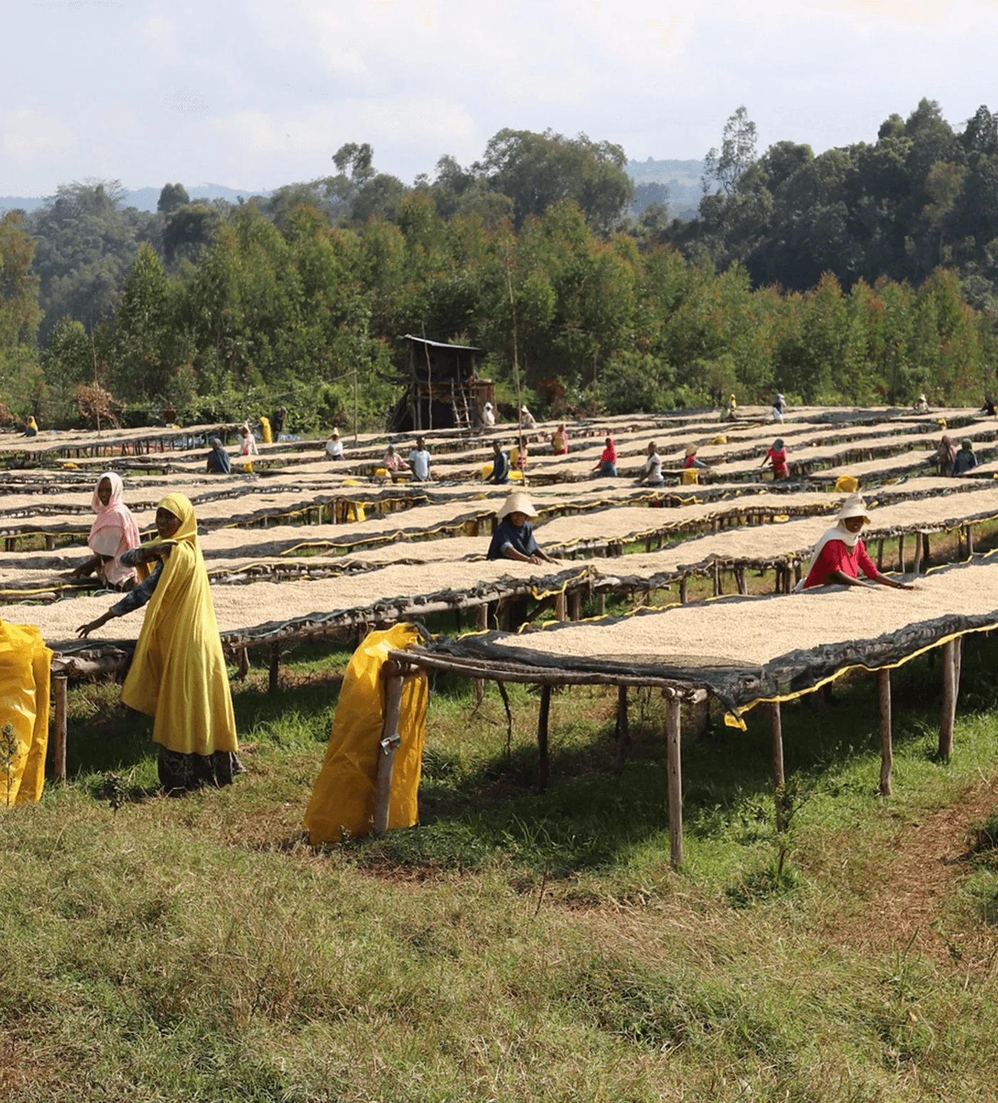 Archive: Ethiopia Biftu Gudina - Verve Coffee Roasters
