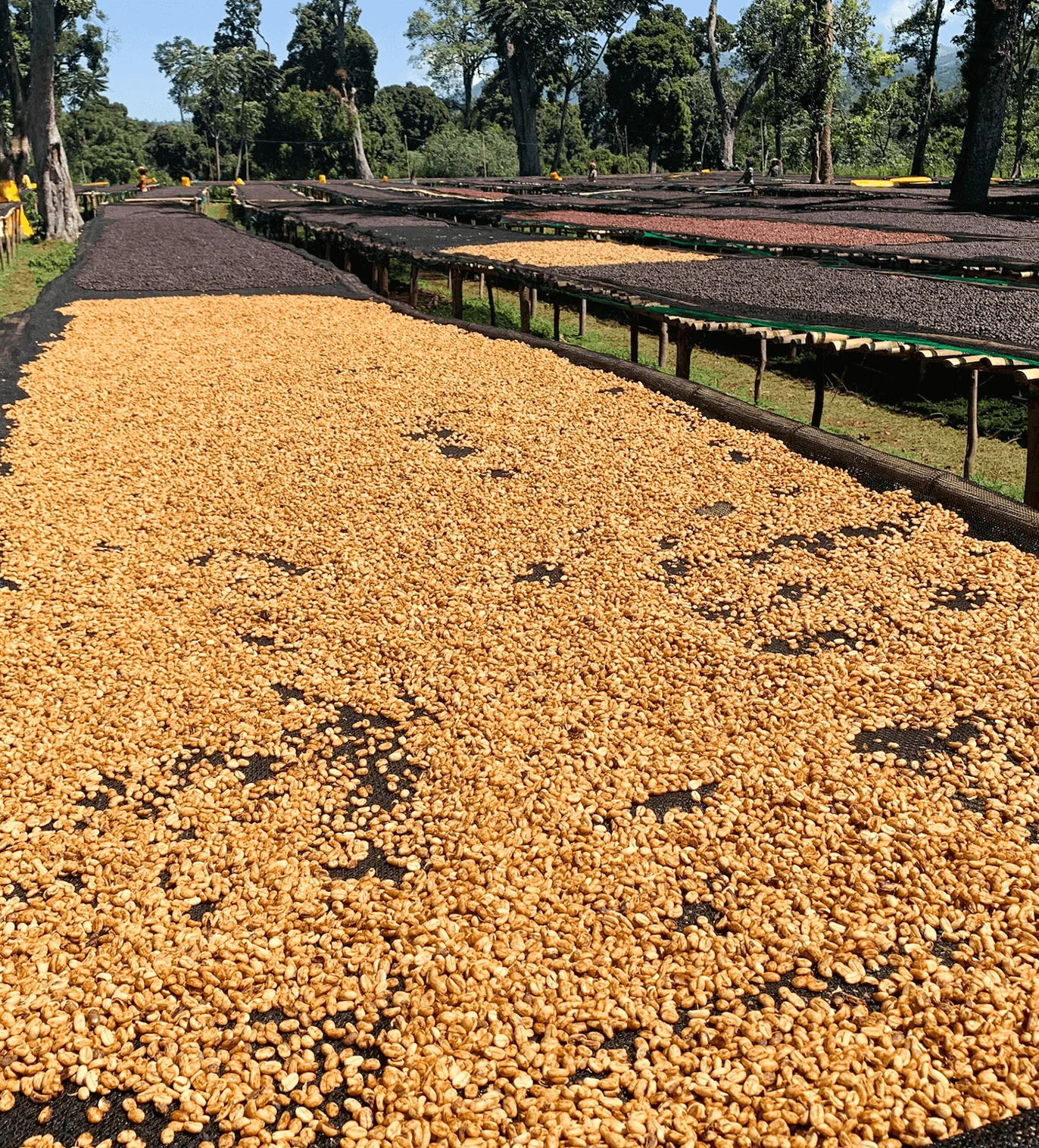 Ethiopia Buriso Amaje Natural - Verve Coffee Roasters
